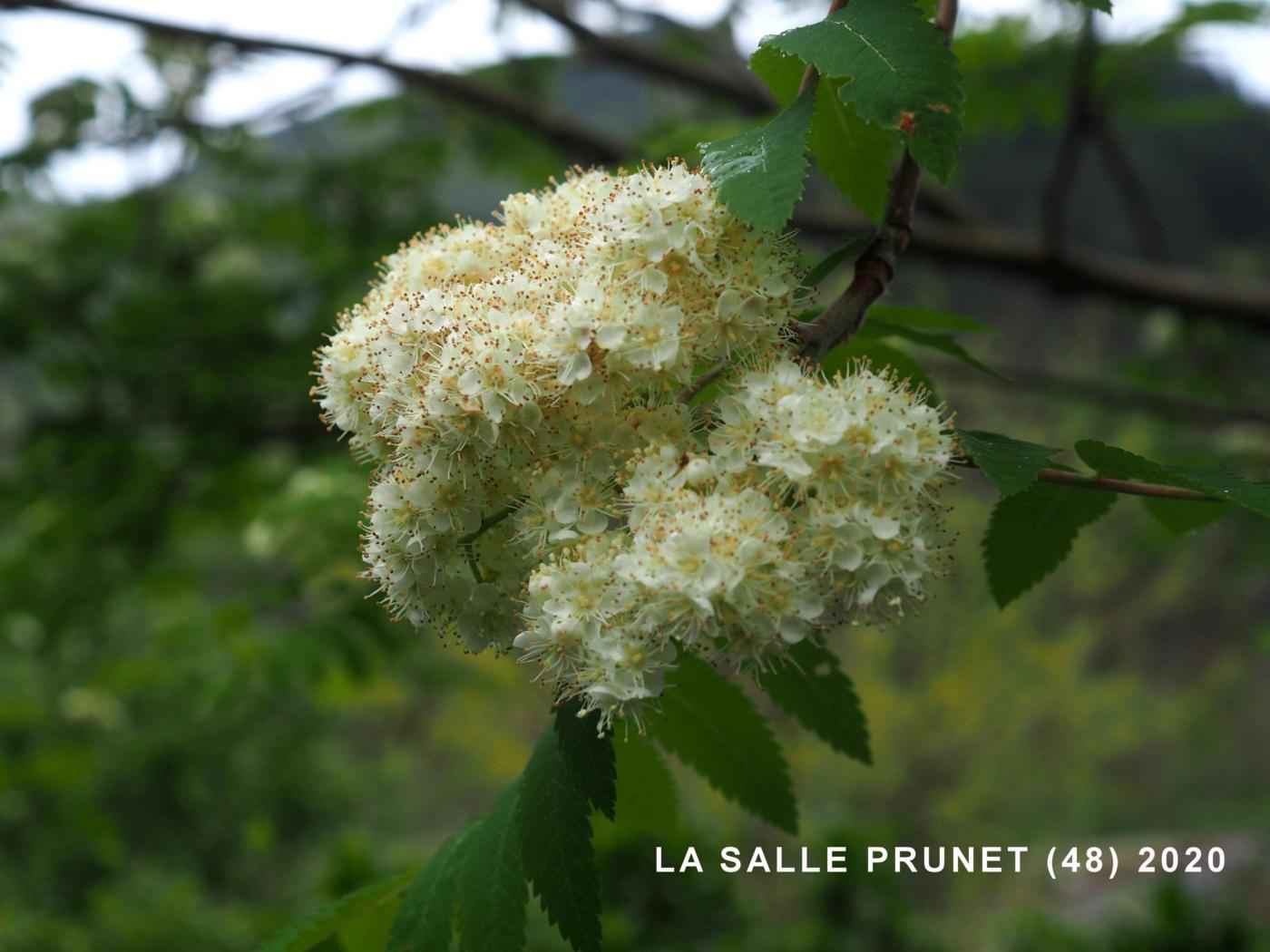 Rowan flower